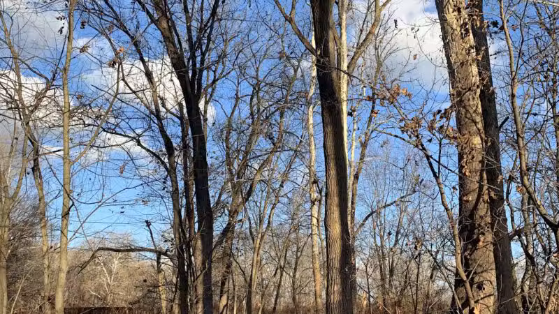Ransom Park - Barton, NY