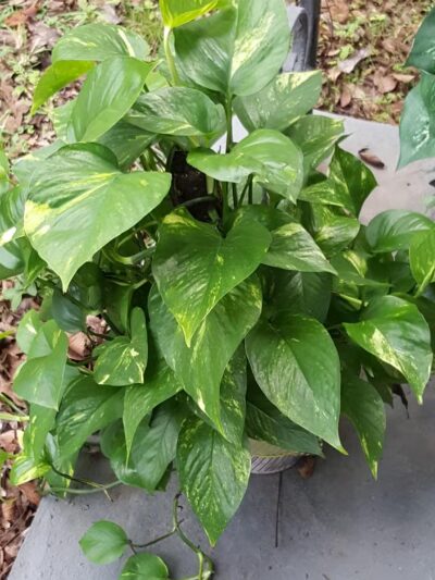 BREC Rio Drive Park - Baton Rouge, LA