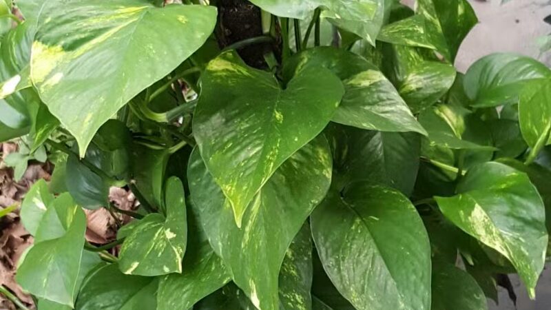 BREC Rio Drive Park - Baton Rouge, LA