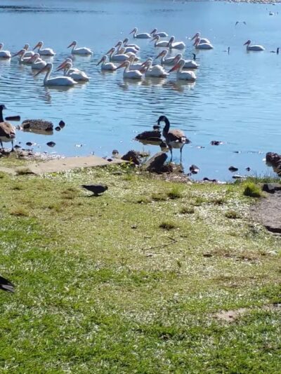 City-Brooks Community Park - Baton Rouge, LA