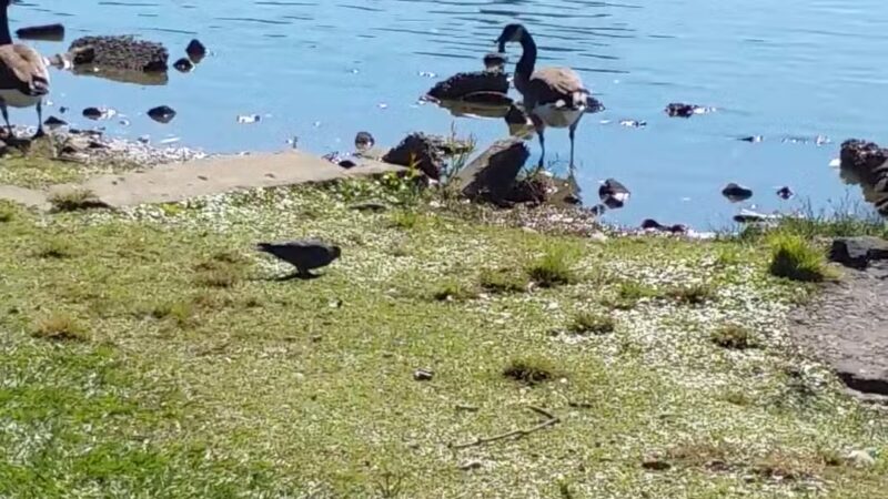 City-Brooks Community Park - Baton Rouge, LA