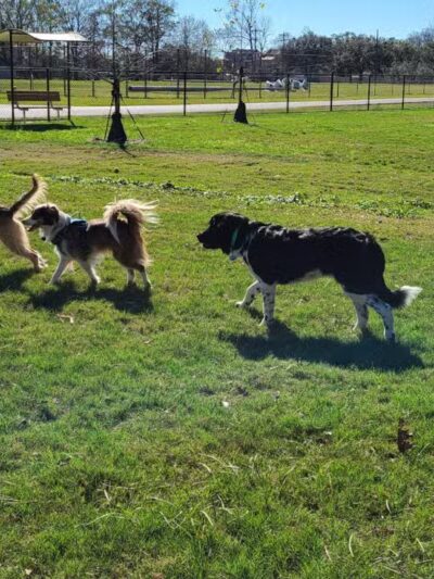 Dog Park at Lovett Road Park - Baton Rouge, LA