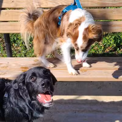 Dog Park at Lovett Road Park - Baton Rouge, LA