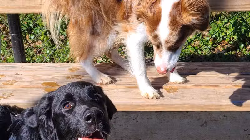 Dog Park at Lovett Road Park - Baton Rouge, LA