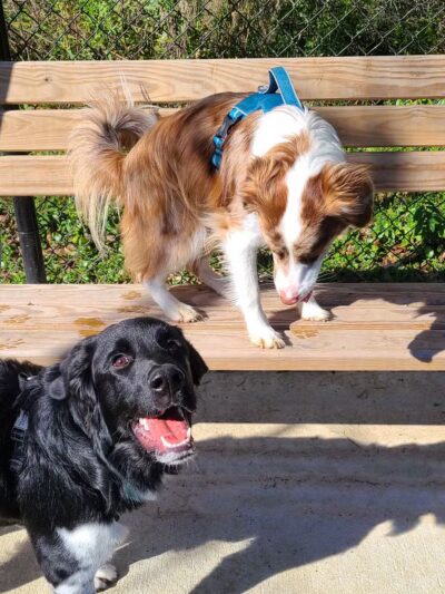 Dog Park at Lovett Road Park - Baton Rouge, LA