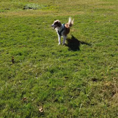 Dog Park at Lovett Road Park - Baton Rouge, LA