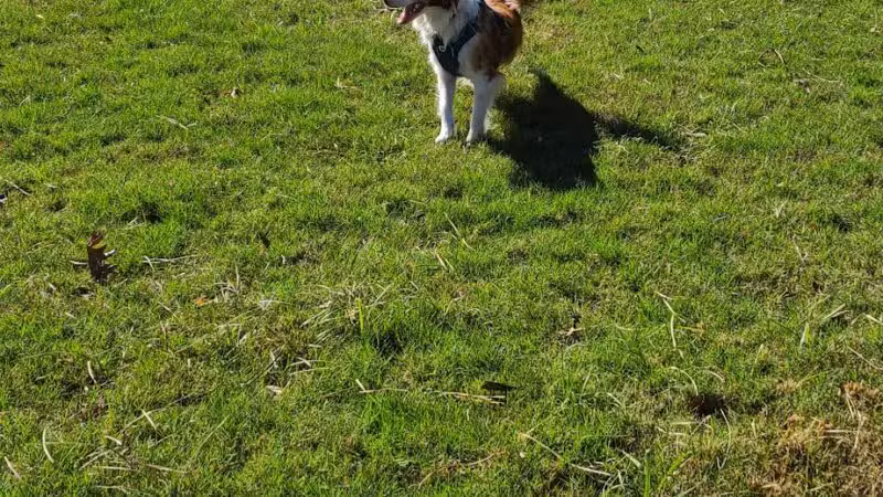 Dog Park at Lovett Road Park - Baton Rouge, LA