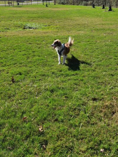 Dog Park at Lovett Road Park - Baton Rouge, LA
