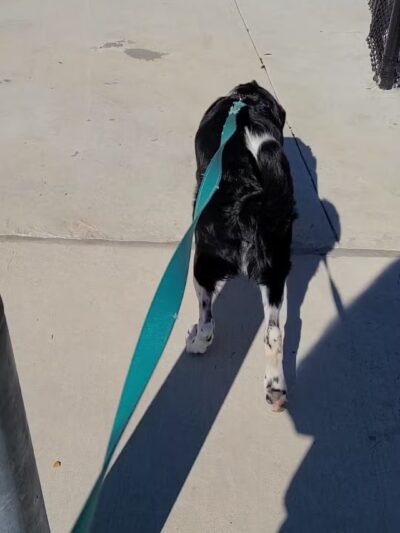 Dog Park at Lovett Road Park - Baton Rouge, LA
