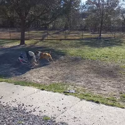 Raising Canes Dog Park at Forest Community Park - Baton Rouge, LA