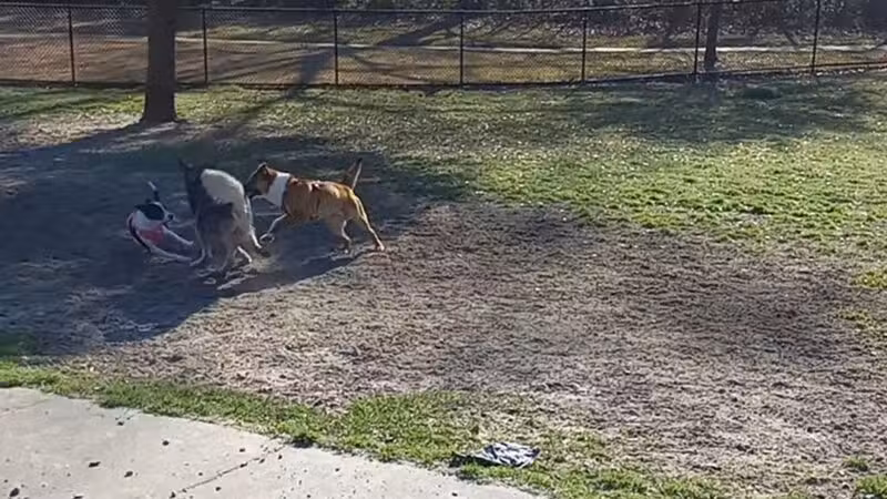 Raising Canes Dog Park at Forest Community Park - Baton Rouge, LA
