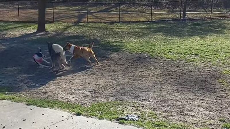Raising Canes Dog Park at Forest Community Park - Baton Rouge, LA