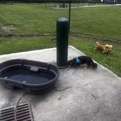 Raising Canes Dog Park at Forest Community Park - Baton Rouge, LA