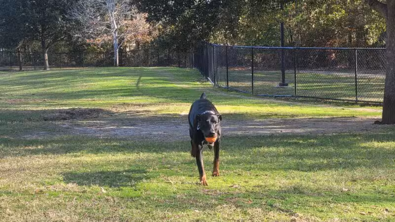 Raising Canes Dog Park at Forest Community Park - Baton Rouge, LA