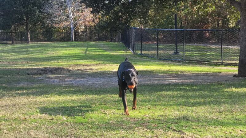 Raising Canes Dog Park at Forest Community Park - Baton Rouge, LA