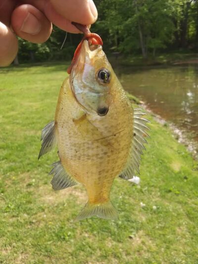 Liberty Lake Park - Bedford, VA