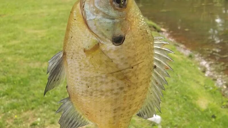 Liberty Lake Park - Bedford, VA