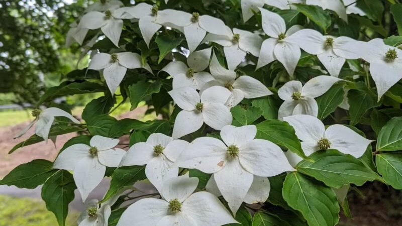 Reynolds Memorial Park - Bedford, VA