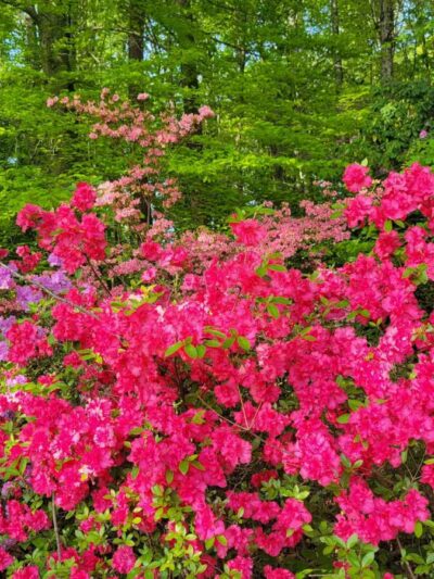 Reynolds Memorial Park - Bedford, VA