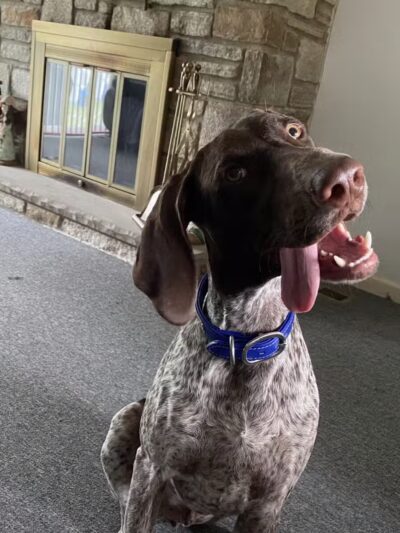 Dogtopia of Bel Air - Bel Air, MD