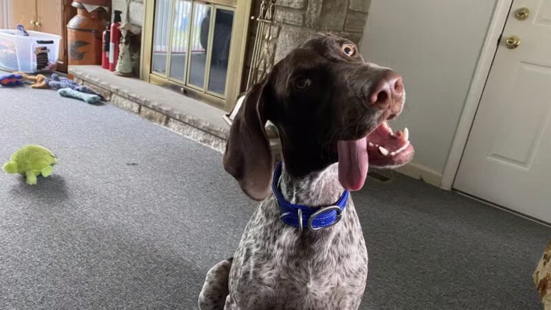 Dogtopia of Bel Air - Bel Air, MD