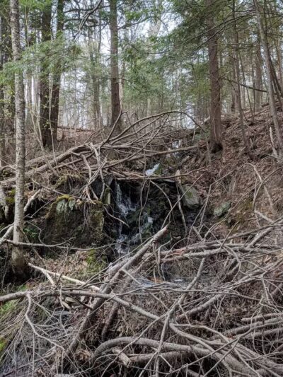 Passagassawakeag Rail Trail - Belfast, ME