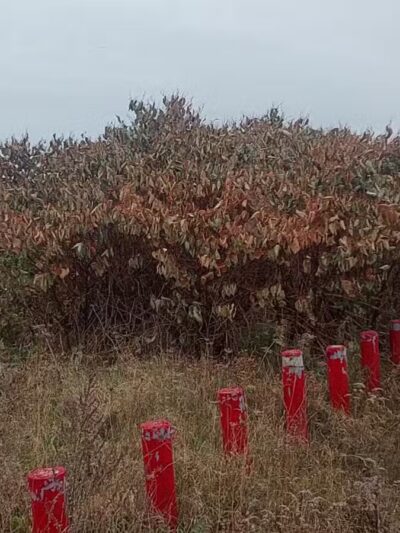 The Rail Trail - Belfast, ME
