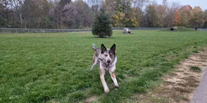 Bellville Dog Park Finnigans Run - Bellville, OH