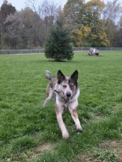 Bellville Dog Park Finnigans Run - Bellville, OH