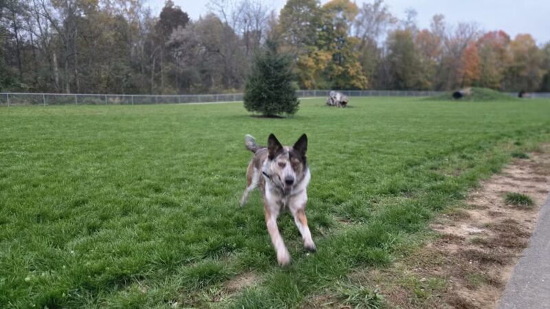 Bellville Dog Park Finnigans Run - Bellville, OH