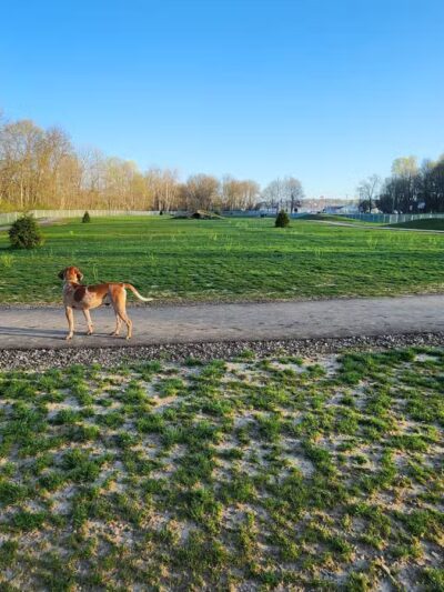 Bellville Dog Park Finnigans Run - Bellville, OH