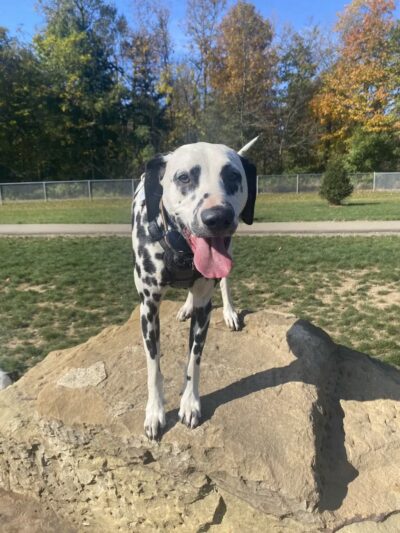Bellville Dog Park Finnigans Run - Bellville, OH