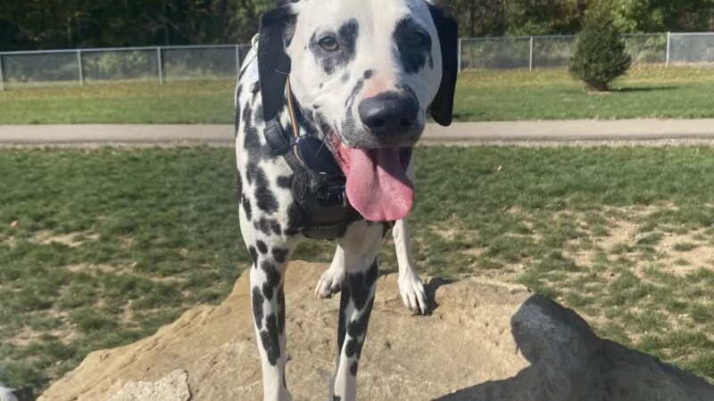 Bellville Dog Park Finnigans Run - Bellville, OH