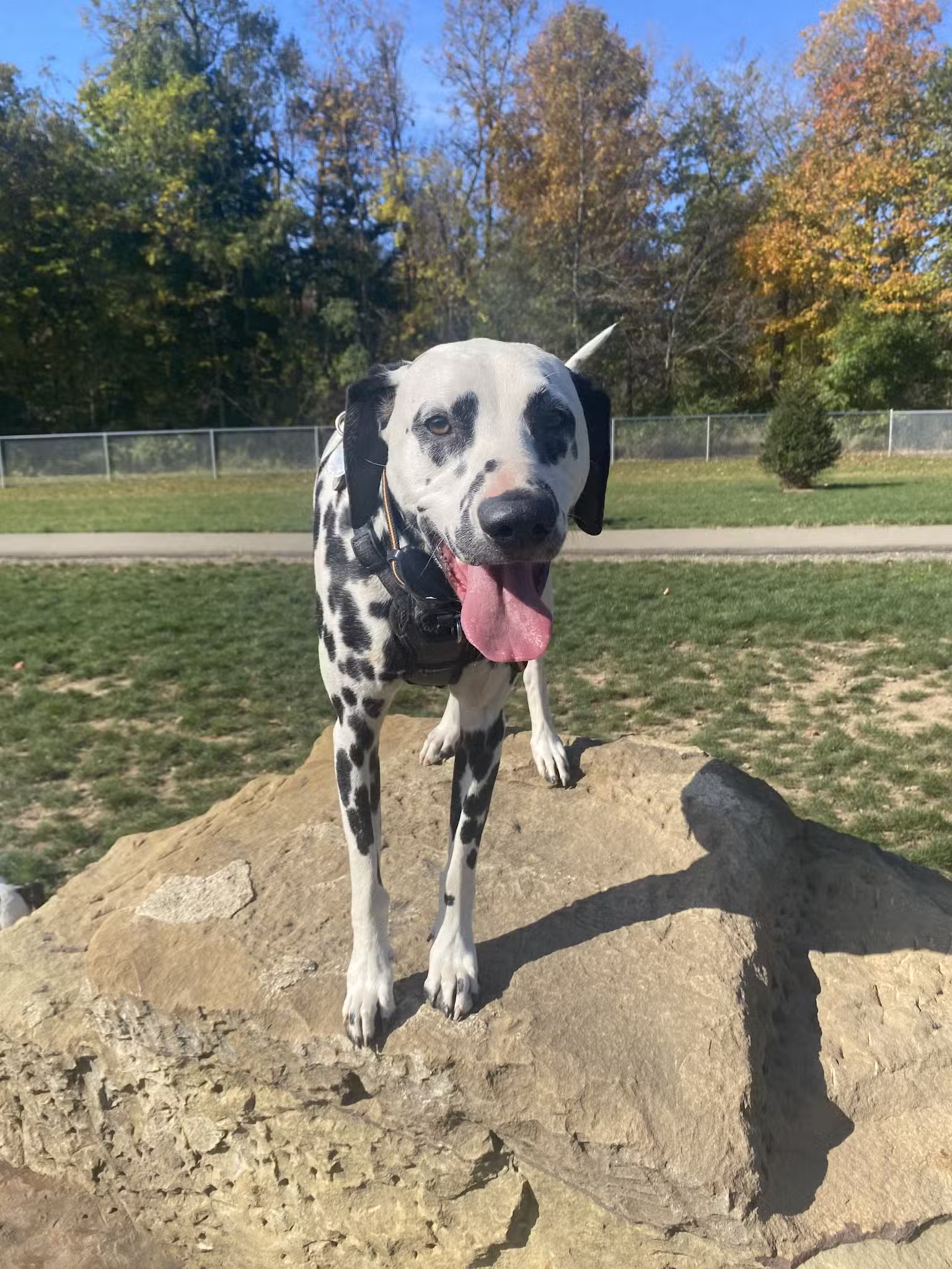 Bellville Dog Park Finnigans Run - Bellville, OH