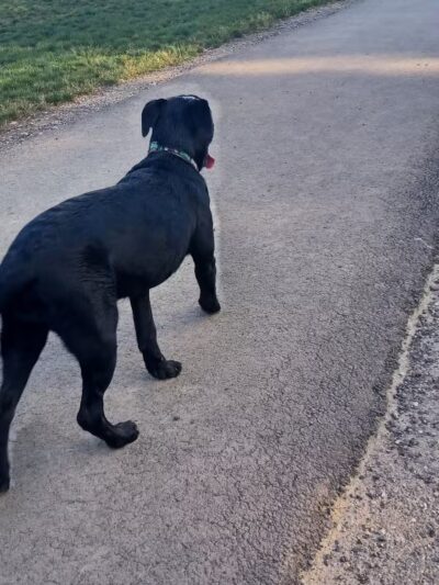 Bellville Dog Park Finnigans Run - Bellville, OH