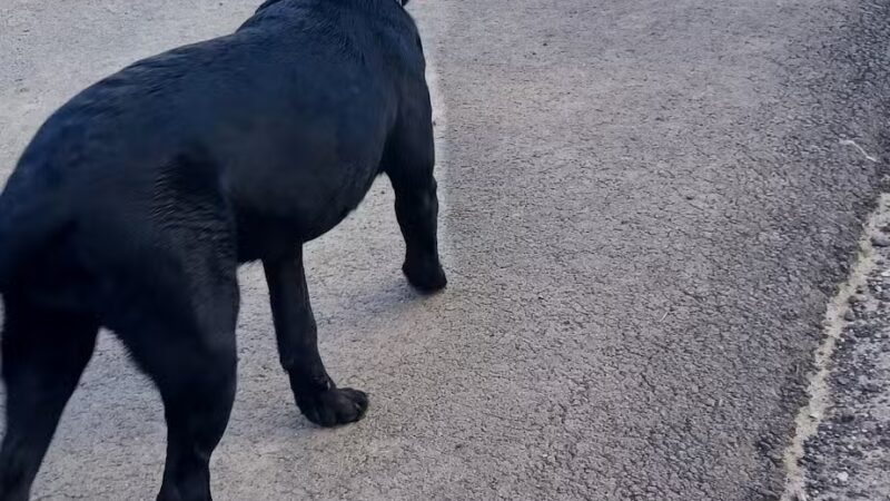 Bellville Dog Park Finnigans Run - Bellville, OH