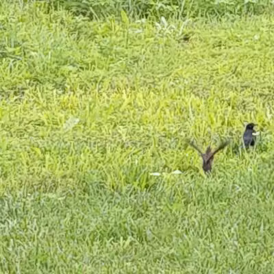 Cleveland Lake Regional Park - Belton, MO
