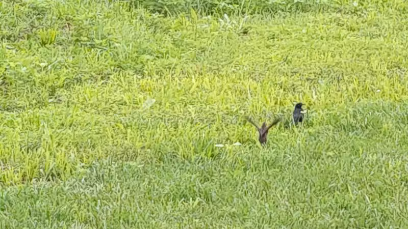 Cleveland Lake Regional Park - Belton, MO