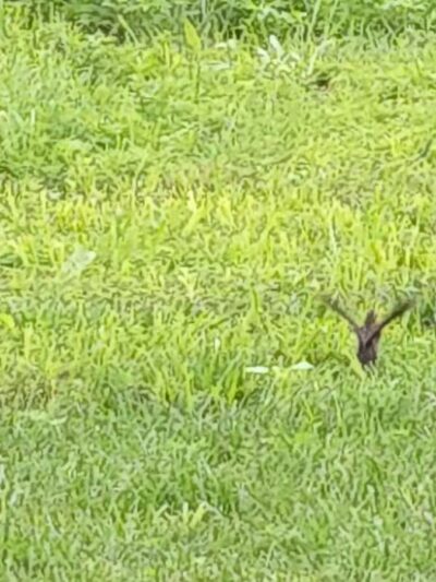 Cleveland Lake Regional Park - Belton, MO