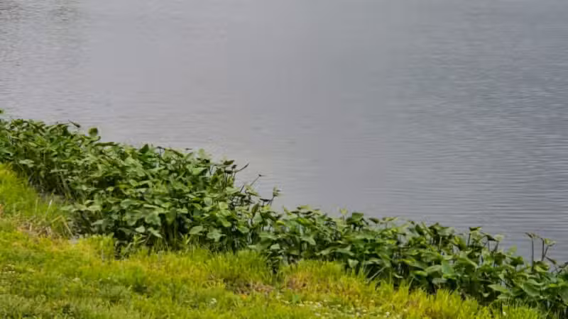 Cleveland Lake Regional Park - Belton, MO