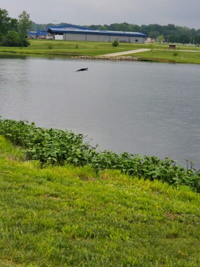 Cleveland Lake Regional Park - Belton, MO