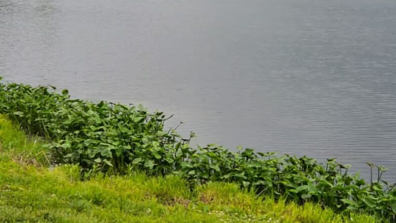 Cleveland Lake Regional Park - Belton, MO