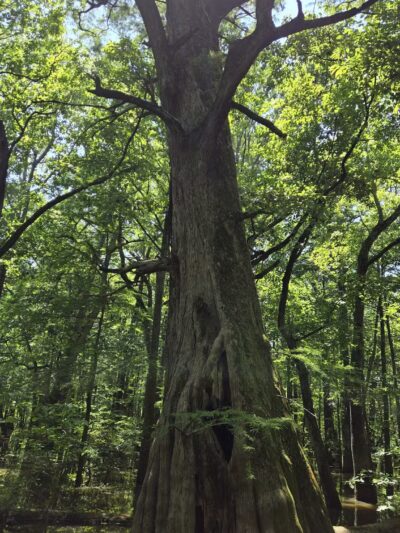 Sky Lake WMA Boardwalk - Belzoni, MS