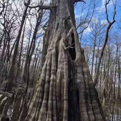 Sky Lake WMA Boardwalk - Belzoni, MS