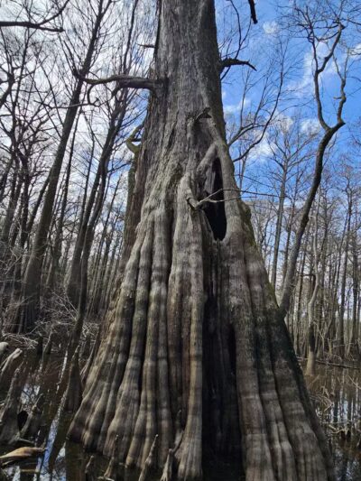 Sky Lake WMA Boardwalk - Belzoni, MS
