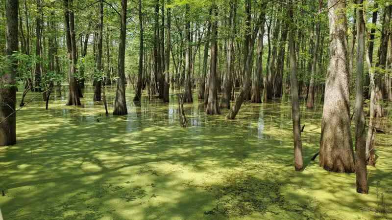 Sky Lake WMA Boardwalk - Belzoni, MS
