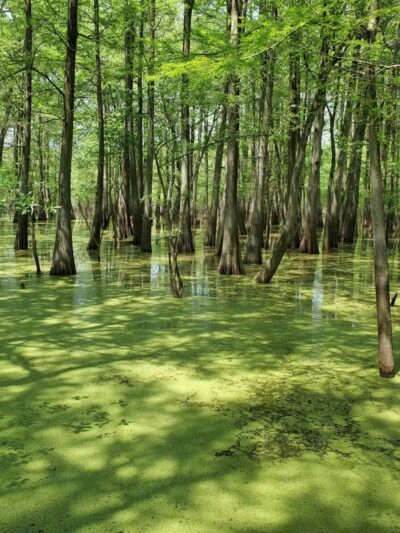 Sky Lake WMA Boardwalk - Belzoni, MS