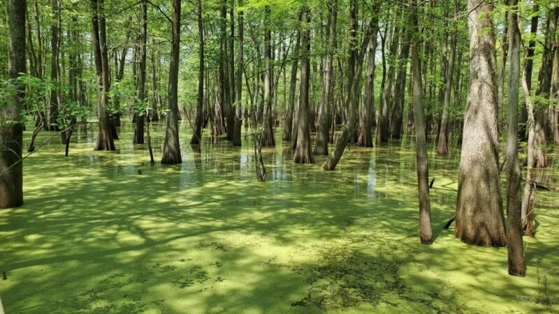 Sky Lake WMA Boardwalk - Belzoni, MS