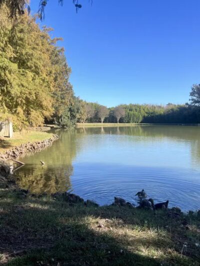 Wister Gardens - Belzoni, MS