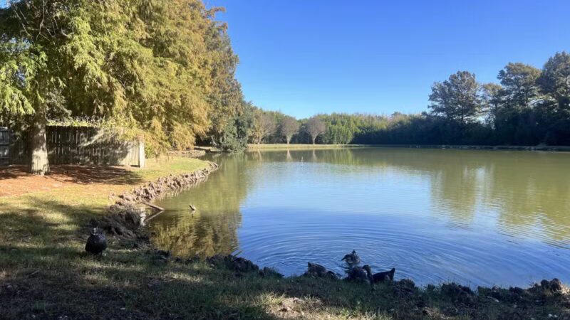 Wister Gardens - Belzoni, MS